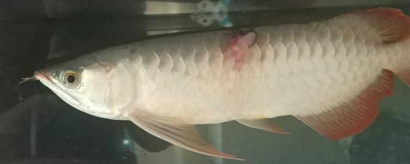 金龍魚鱗片亮度提升技巧：金龍魚飼養技術