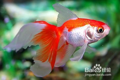 金龍魚鱗片亮度提升技巧：金龍魚飼養技術 金龍魚鱗片亮度提升技巧：金龍魚飼養技術 金龍魚百科 第5張