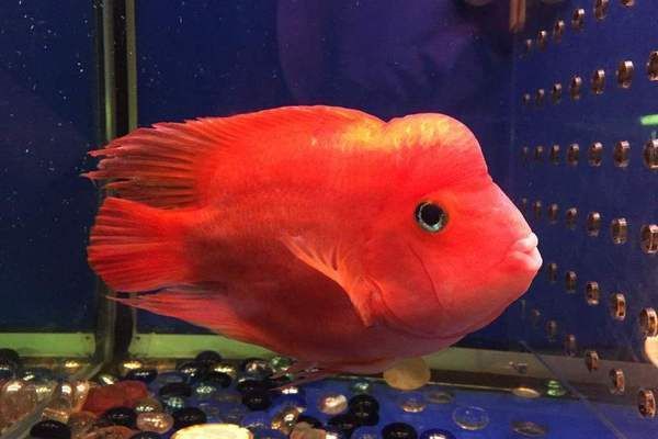 紅龍魚好養嗎能長多大呢視頻(紅龍魚在魚缸能養多大)