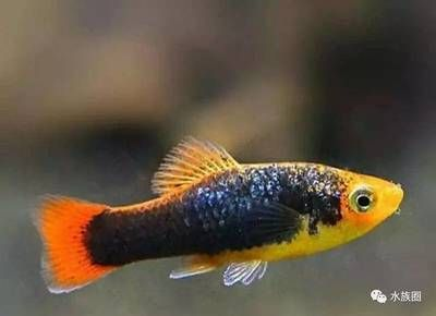 常見觀賞魚的種類圖片和名字：常見觀賞魚的種類圖片和名字時，紅劍魚的種類和名字