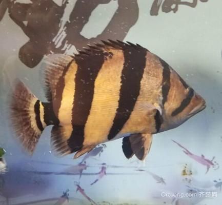蘇虎魚適宜的水族箱尺寸，蘇虎魚水族箱尺寸應該根據魚的大小和養殖方式來確定 蘇虎魚適宜的水族箱尺寸，蘇虎魚水族箱尺寸應該根據魚的大小和養殖方式來確定 虎魚百科 第6張