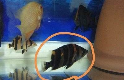 虎魚很黑有什么辦法變明色：虎魚體色受多種因素影響，包括基因、水質、混養、背景等