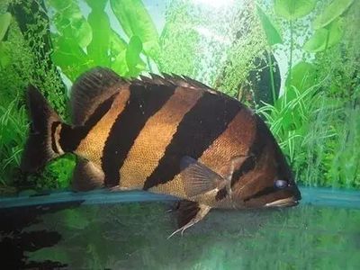 虎魚很黑有什么辦法變明色：虎魚體色受多種因素影響，包括基因、水質、混養、背景等