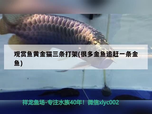 觀賞魚黃金貓三條打架(很多金魚追趕一條金魚)