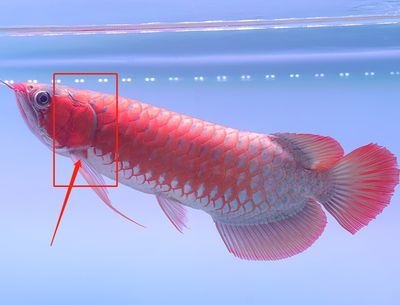 龍魚翻腮怎么治療最有效vs祥龍魚場(chǎng)：龍魚翻腮病因分析