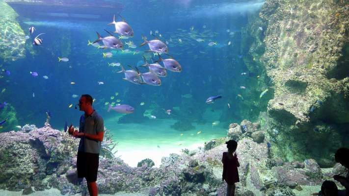 水族館里有啥（水族館中展示的各類海洋生物）