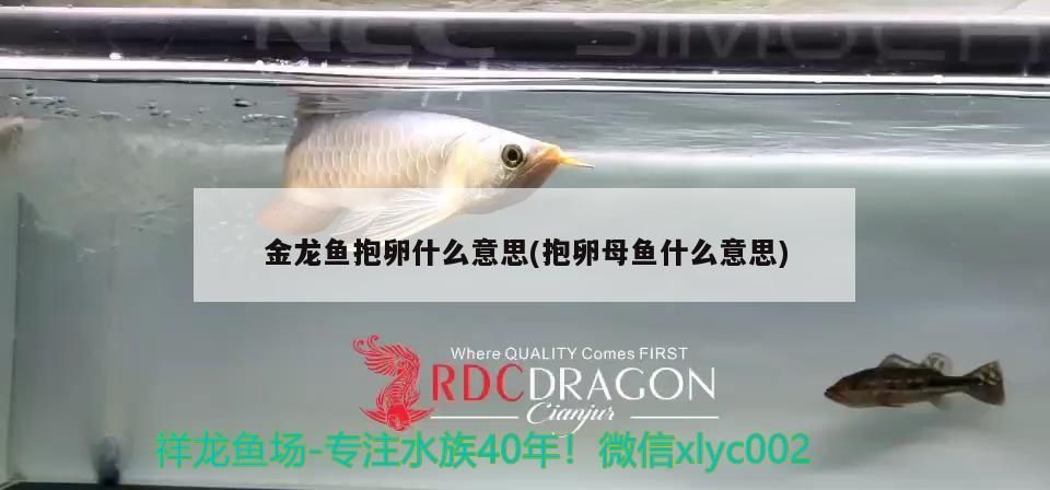 金龍魚抱卵什么意思(抱卵母魚什么意思)