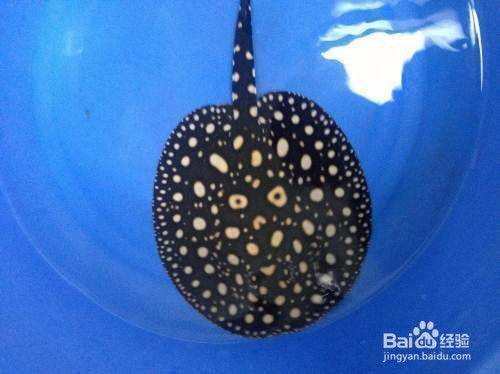 元寶鳳凰紅龍魚，水族箱中的三大瑰寶，元寶鳳凰紅龍魚，水族箱三大瑰寶的魅力