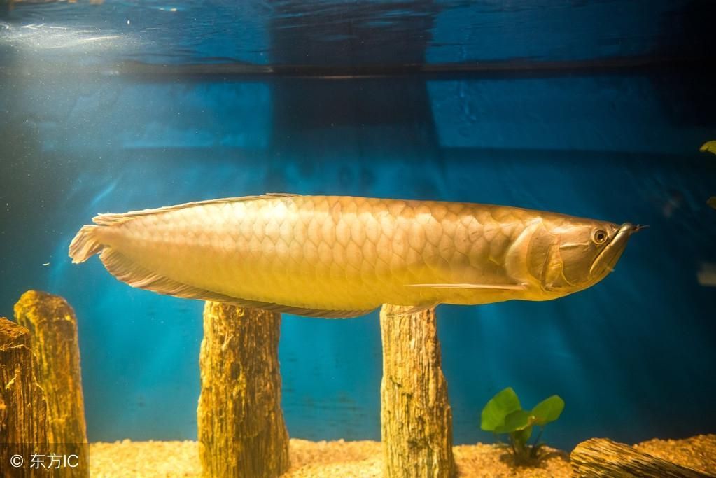 金龍魚適宜放養密度：金魚在養殖過程中適宜放養密度