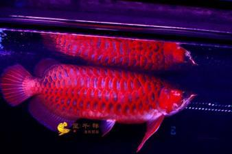 印尼大湖紅龍品質怎么樣