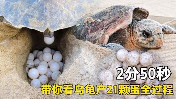 豬鼻龜產卵視頻全過程播放：豬鼻龜怎么繁殖