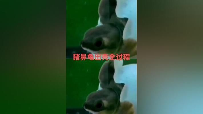 豬鼻龜產卵視頻全過程播放：豬鼻龜怎么繁殖