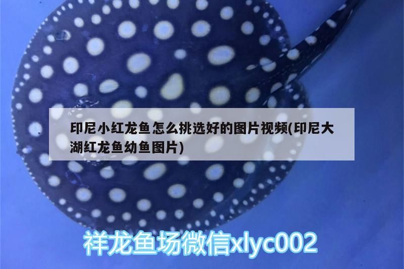印尼小紅龍魚怎么挑選好的圖片視頻(印尼大湖紅龍魚幼魚圖片)
