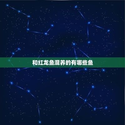 大湖魚紅龍魚能混養嗎圖片：大湖魚紅龍魚與其他魚類混養注意事項紅龍魚混養注意事項