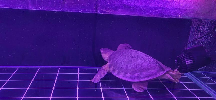 豬鼻龜會下蛋嗎視頻：豬鼻龜什么時候下蛋能下蛋，