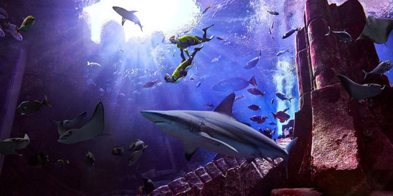 水族館要預約嗎：上海海洋水族館是否需要預約