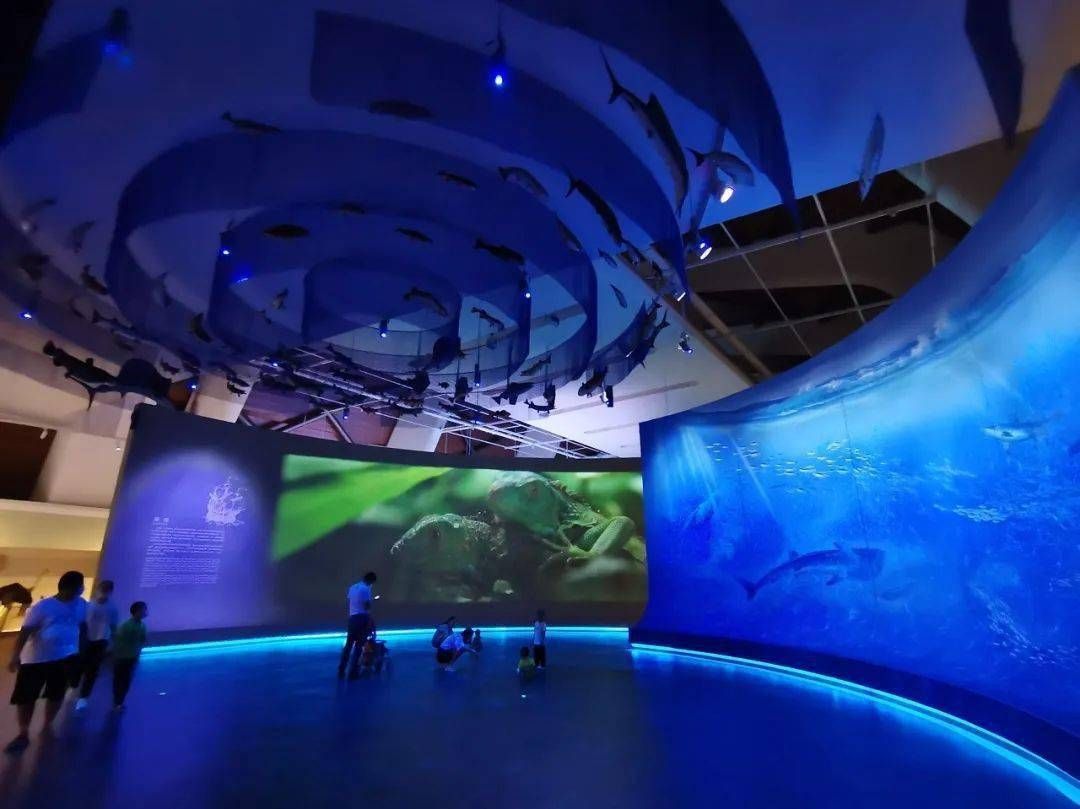 水族館要預約嗎：上海海洋水族館是否需要預約