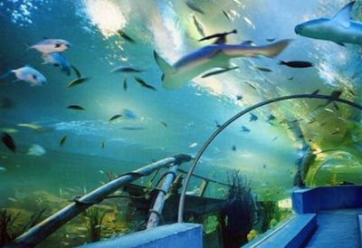 水族館要預約嗎：上海海洋水族館是否需要預約