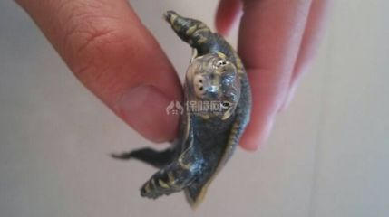豬鼻龜?shù)酿B(yǎng)法視頻：豬鼻龜可以養(yǎng)嗎