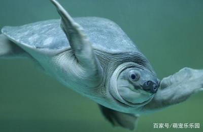 豬鼻龜長(zhǎng)得太慢了怎么回事?。禾骄控i鼻龜生長(zhǎng)緩慢之謎，豬鼻龜水質(zhì)管理的獨(dú)特實(shí)踐