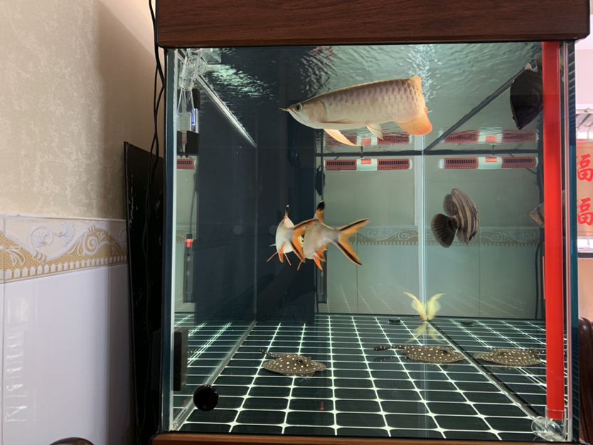 打卡飼養(yǎng)差不多6個(gè)月了