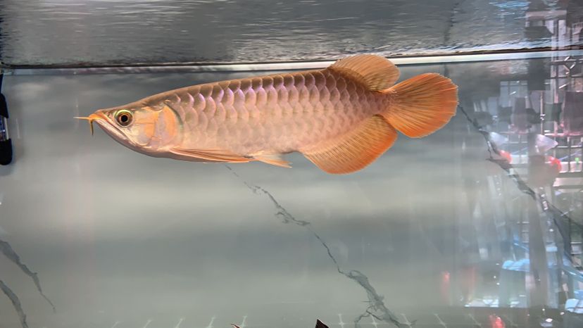 打卡飼養(yǎng)差不多6個(gè)月了