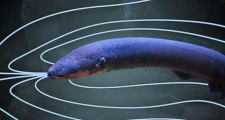 一只金龍魚多少錢啊(一條金龍魚大概要多少錢)