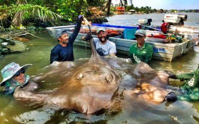 魟魚沒過好水多久會死的快：魟魚如果沒有經過好水可能會死亡，可能會很快死亡