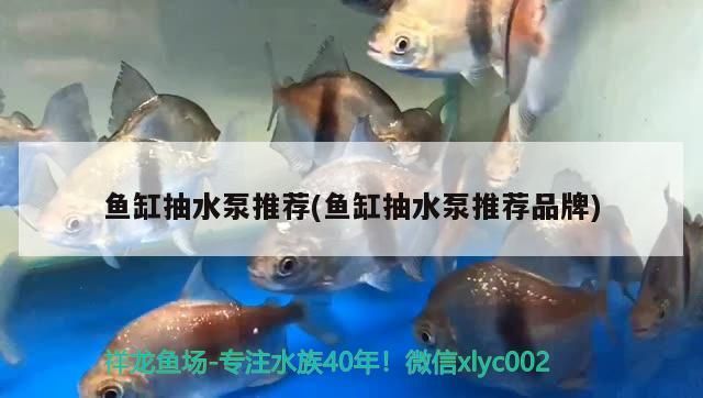 魚缸抽水泵推薦(魚缸抽水泵推薦品牌)