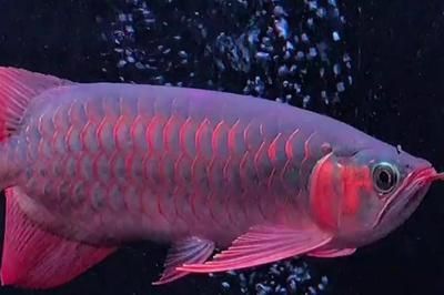 和紅龍魚混養的高端魚叫什么名字來著：紅龍魚混養水質管理技巧飛鳳魚與紅龍魚互動觀察