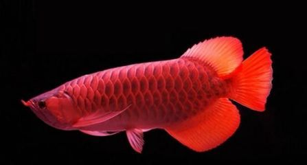 和紅龍魚混養的高端魚叫什么名字來著：紅龍魚混養水質管理技巧飛鳳魚與紅龍魚互動觀察