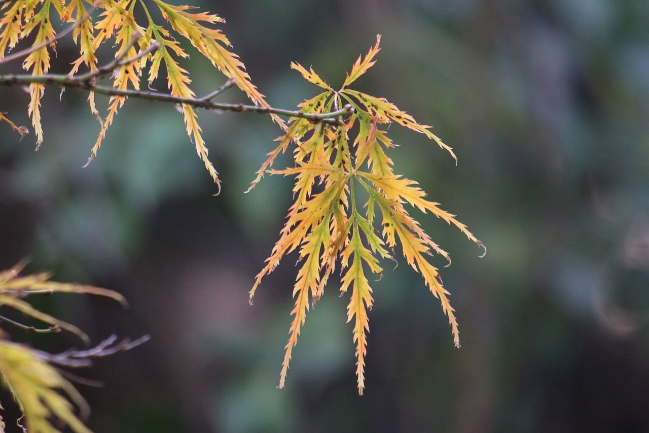魚缸養青苔需要種子嗎（魚缸青苔引種）