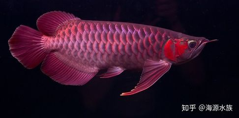 龍魚不活躍是什么原因引起的呢