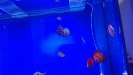 龍虎豹內容圖片欣賞大全集，探索野生動物的壯麗世界，龍虎豹野生動物高清圖集，壯麗自然之美全收錄