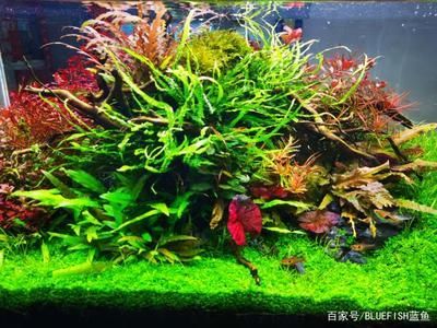 22厘米魚(yú)缸怎么造景的：22厘米的魚(yú)缸造景需要準(zhǔn)備什么材料和步驟魚(yú)缸造景的關(guān)鍵