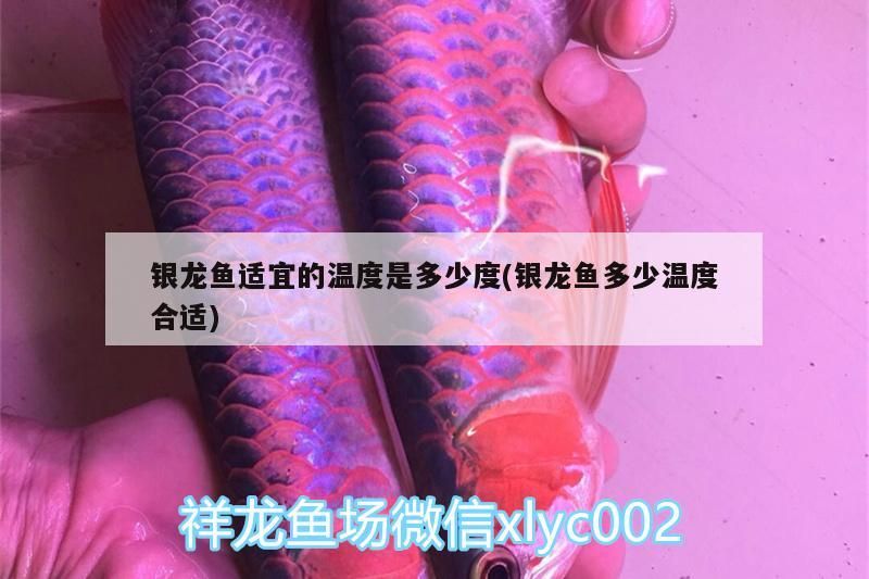銀龍魚適宜的溫度是多少度(銀龍魚多少溫度合適)