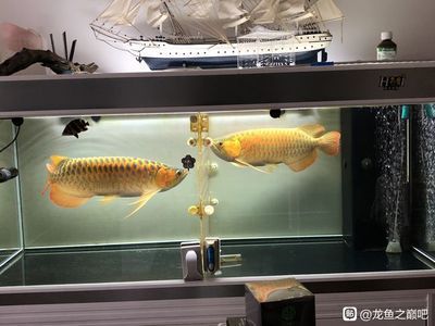 龍魚變紅的最好方法圖片視頻：如何讓龍魚變紅