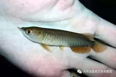 龍魚變紅的最好方法圖片視頻：如何讓龍魚變紅