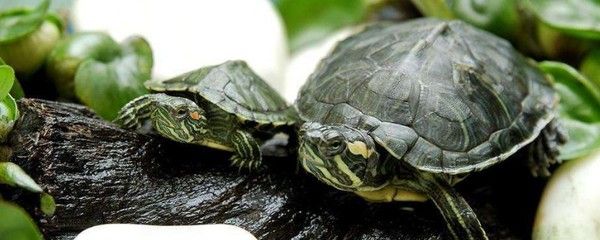 金龍最佳5種配魚，打造和諧共生的水族箱環(huán)境，金龍魚最佳5種混養(yǎng)搭檔，打造和諧共生水族箱