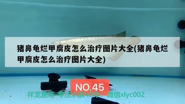 豬鼻龜身上白色腐爛怎么回事啊圖片：豬鼻龜背甲白色腐爛