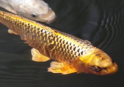 金龍魚需不需要配魚食vs祥龍魚場：金龍魚與祥龍魚場魚食需求研究