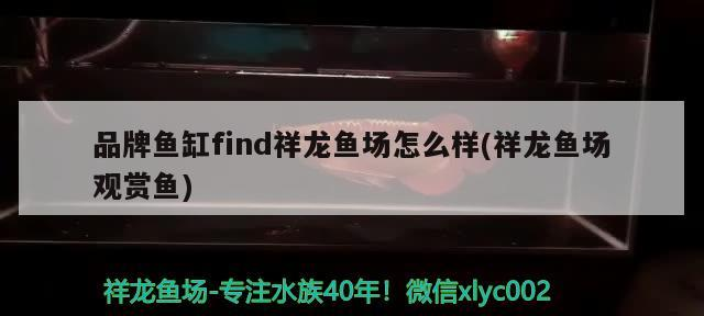 品牌魚(yú)缸find祥龍魚(yú)場(chǎng)怎么樣(祥龍魚(yú)場(chǎng)觀賞魚(yú))