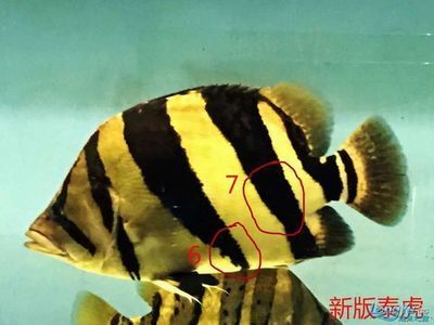 虎魚的紋路變淡怎么回事：虎魚的紋路變淡可能有多種原因