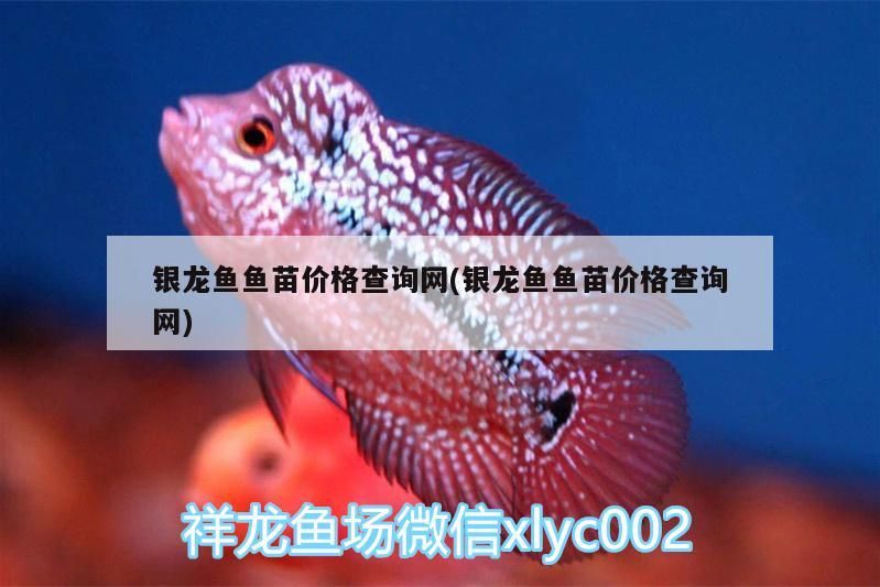銀龍魚魚苗價格查詢網(銀龍魚魚苗價格查詢網)