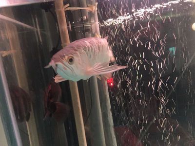 龍魚背上長黑毛