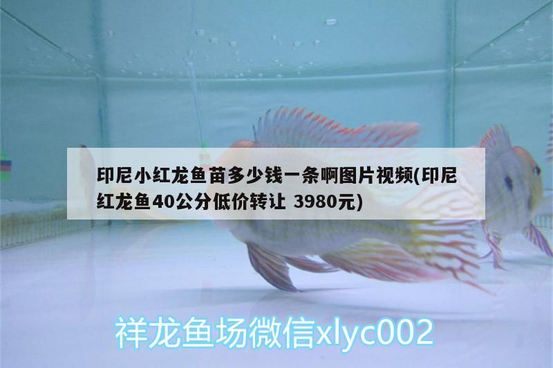 印尼小紅龍魚苗多少錢一條啊圖片視頻(印尼紅龍魚40公分低價(jià)轉(zhuǎn)讓3980元)