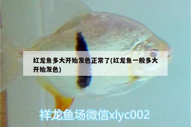 紅龍魚多大開始發色正常了(紅龍魚一般多大開始發色)