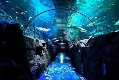 水族館加盟條件及費用多少錢（水族館加盟條件及費用）
