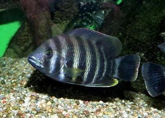 十間魚與元寶鳳凰魚的生態(tài)平衡作用：元寶鳳凰魚和十間魚在混養(yǎng)時能夠發(fā)揮各自的生態(tài)作用