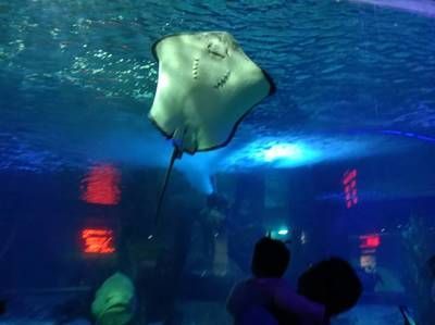 開一家水族館的成本：開設(shè)一家水族館的成本